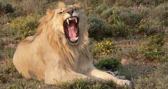 Lionesses tackle male lion, the latter fights back
