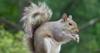 A squirrel caused enormous damage to a community center in Indiana