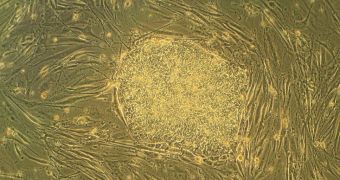 Embryonic stem cells shift their states between precursors of all types of cells in the body