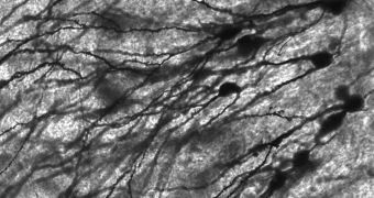 Estrogen Multiplies Synapses Between Neurons