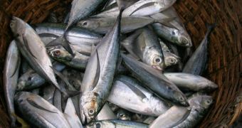 The European Parliament supports ban in fish discards
