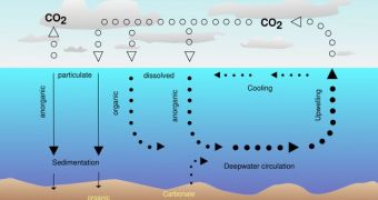 The world's oceans act as carbon sinks as well