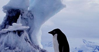 Adelie Penguin (Pygoscelis_adeliae) on an iceberg. Antarctica.