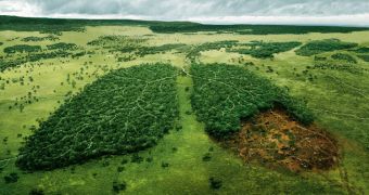 Green group says European countries are to blame for deforestation in the southern US