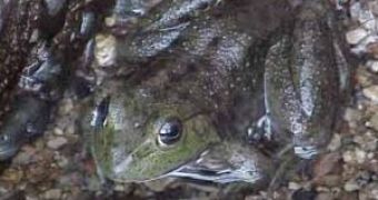 European Frogs Under a Serious Danger