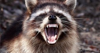 European Raccoons Could Spread Rabies and Other Diseases