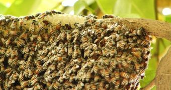 European wild bees now argued to be worth significant amounts of money