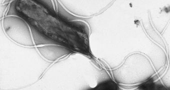 Negative stain image of H. pylori