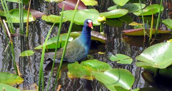 The purple Gallinule bird, the most colorful bird in the Everglades