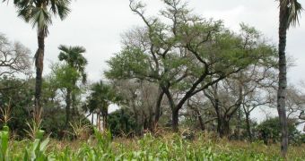 Faidherbia albida is the 'wonder tree' that fertilizes the soil and gives hope to many African farmers