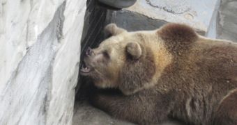 PETA accuses the staff at a bear park in North Carolina of a series of misdemeanors and felonies