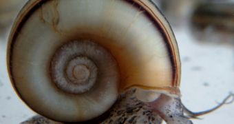 Photo showing a snail, carrying its hard shell on its back