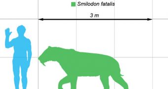 This is Smilodon fatalis, shown here to scale with an unsuspecting human