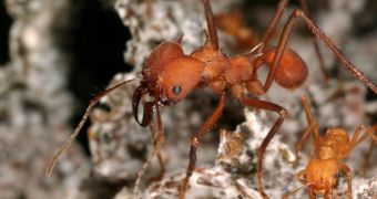 Members of the gardening ant species Atta cephalotes tend to their fungal crops