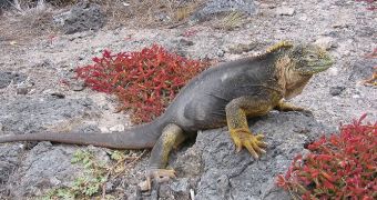 Evolution appears to move faster than anticipated. Pictured here is an iguana from the Galapagos Islands, an evolutionary hot spot