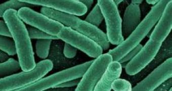 Researcher witnesses bacterium evolution