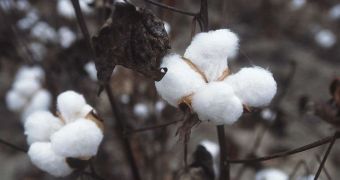 1,600-year-old cotton samples analyzed in new study