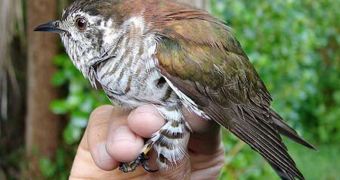 The nest-poaching New Zealand shining cuckoo can replicate the calls of grey warblers, as a chick