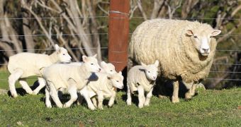 Sheep surprised owners when it gave birth to quintuplets
