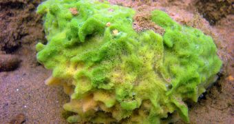 Certain species of sea sponges produce a highly complex chemical called Palau’amine. After 17 years of intense competition, a Scripps research team managed to synthesize it first