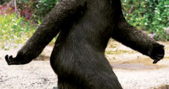 Researchers claim DNA evidence proves Bigfoot is real