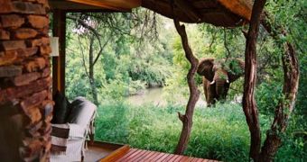 A luxurious resort located in South Africa brings people one step closer to elephants