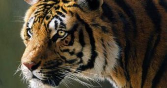 The large Indian tiger is in danger of going extinct altogether