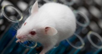 Experiments on mice bring new hope to Down syndrome patients
