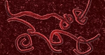 Monkeys infected with the Ebola virus recover after beind administered experimental drug