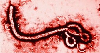 Experimental Vaccine Protects Monkeys Against Deadly Ebola Virus