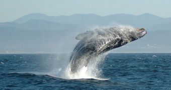 Increasing levels of noises hamper whale communications in the world's oceans