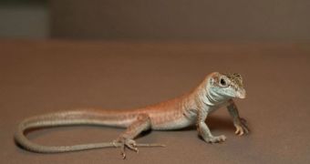 This is one of the females in the new species of lizards created at the Stowers Institute for Medical Research