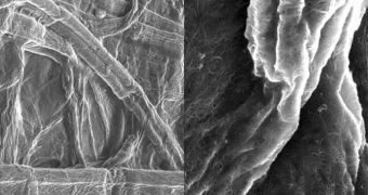 Scanning electron microscope images of paper (left) and paper coated with carbon nanotubes (right)
