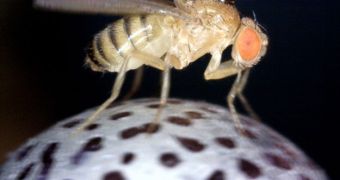 A fruit fly watches moving dots while walking in place on a trackball. By following the rotation of the ball, researchers can measure the fruit fly's turning responses