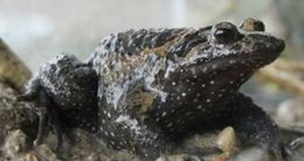 Experts Find Extinct Frogs in Israel