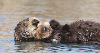 Antibodies specific to the 2009 H1N1 flu virus discovered in sea otters