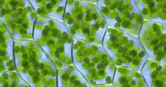 Improving photosynthesis could alleviate famine, reduce dependency on fossil fuels