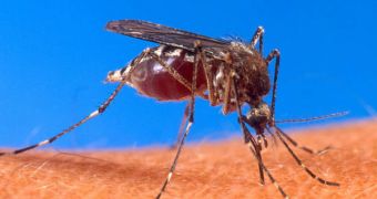 IAEA experts devise radiation method to get rid of mosquitoes and stop the spread of malaria