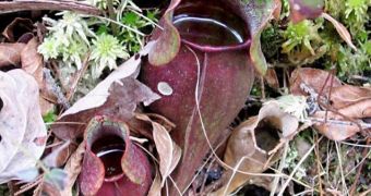 Tiny "ponds" inside the leafs of carnivorous plants offer a powerful tool of studying natural ecosystems