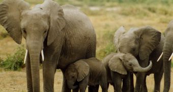Experts: To Save Elephants, All Ivory Markets Must Close