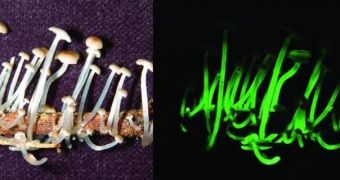 A photo of a new, glow-in-the-dark species of mushrooms