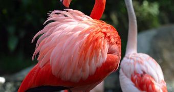 Flamingos stand on one leg to preserve body heat in the cold water