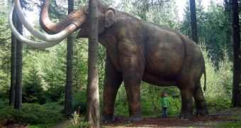 This is a reconstruction of how a fully-grown mammoth might look like