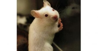 Mice helped prove that Alzheimer's patients confuse memories instead of losing them.