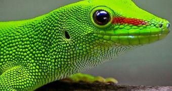 Geckos can climb everywhere thanks to their sticky feet
