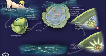 Water movement sends electrical impulses through the vacuole membrane. They open up proton channels that allow protons to flow into scintillons, where the protons activate light-emitting luciferase proteins, producing light