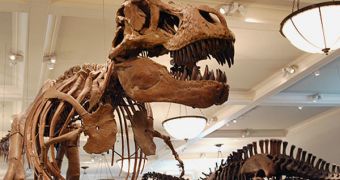 Dinosaurs may have directed their energy towards growing, rather than keeping themselves warm, a new study says