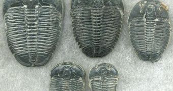 Organisms such as these trilobites were the norm in Earth's oceans before the Cambrian Explosion