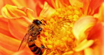 Bees in hives affected by pesticides gather 57 percent less pollen than bees not exposed to these chemicals