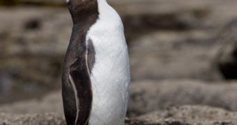 The Yellow-eyed penguin is currently facing extinction in New Zealand